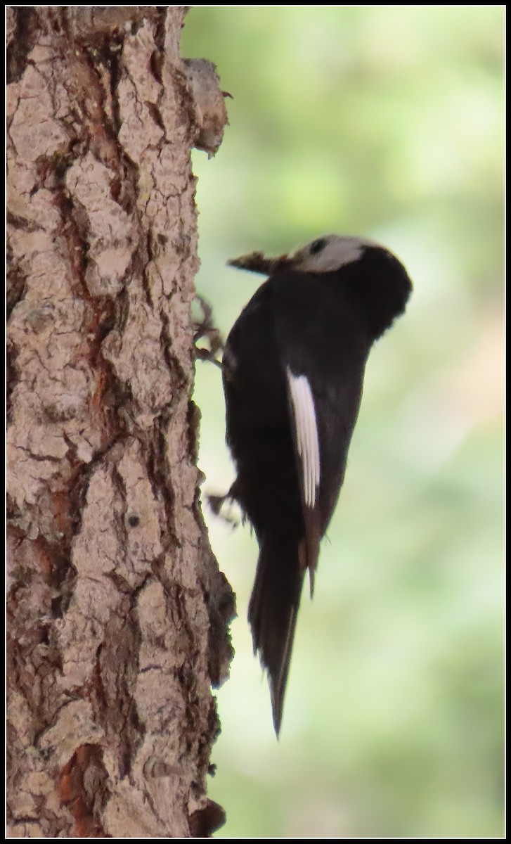 White-headed Woodpecker - ML620430455