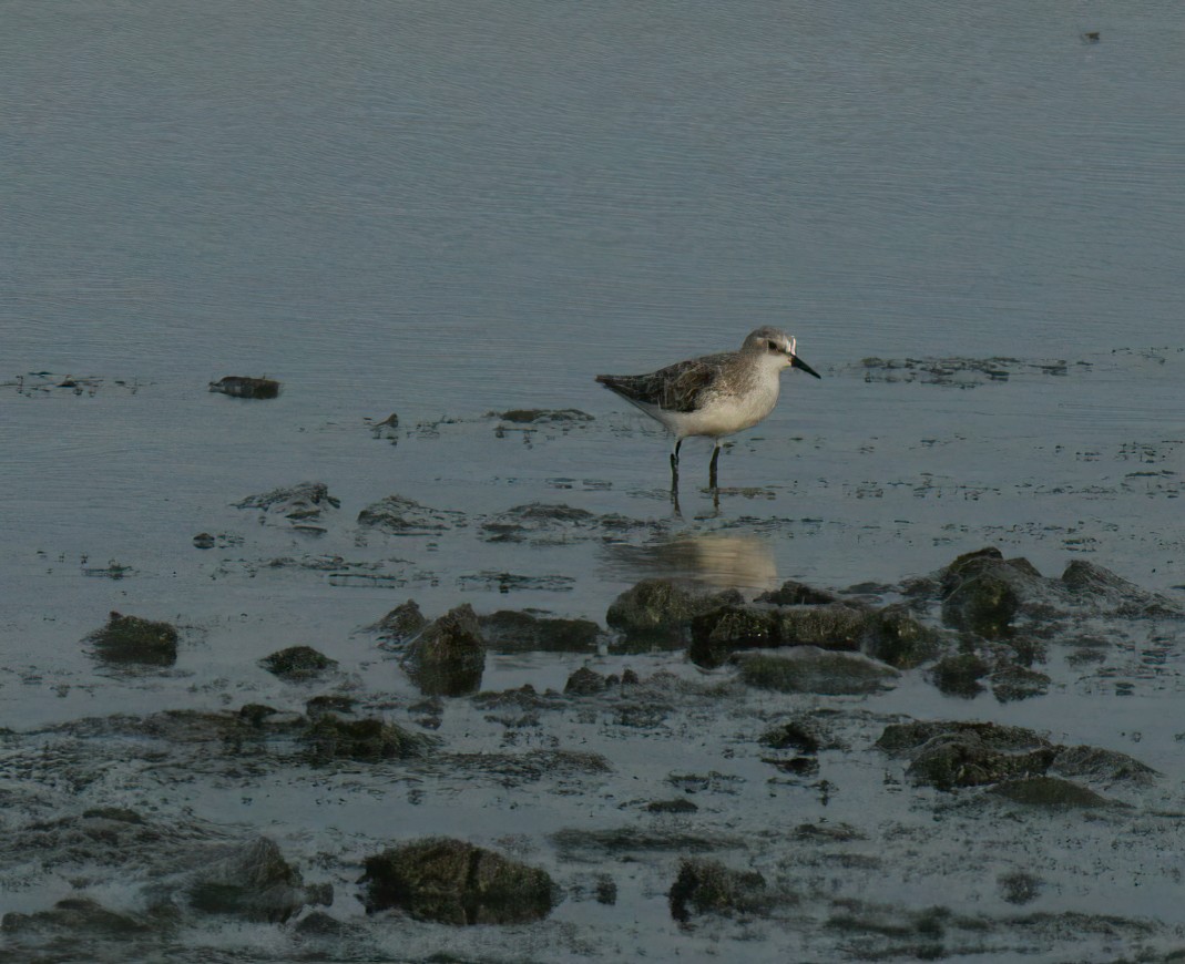 Little Stint - ML620430459