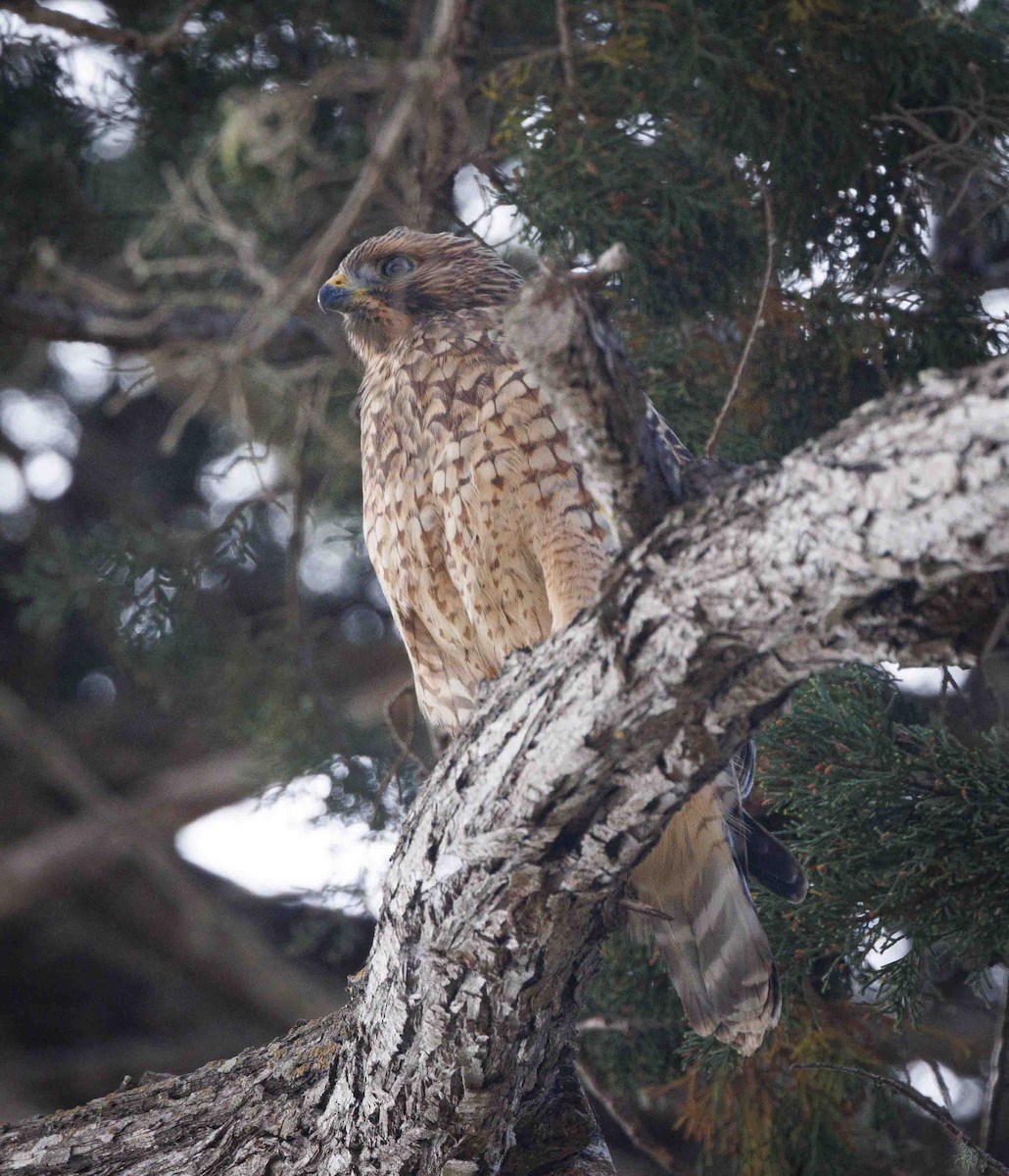 Red-shouldered Hawk - ML620430460