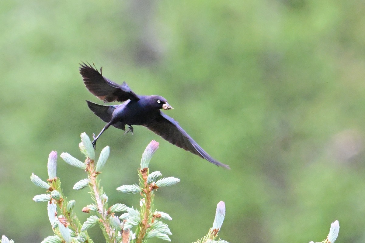 Brewer's Blackbird - Buck Lee