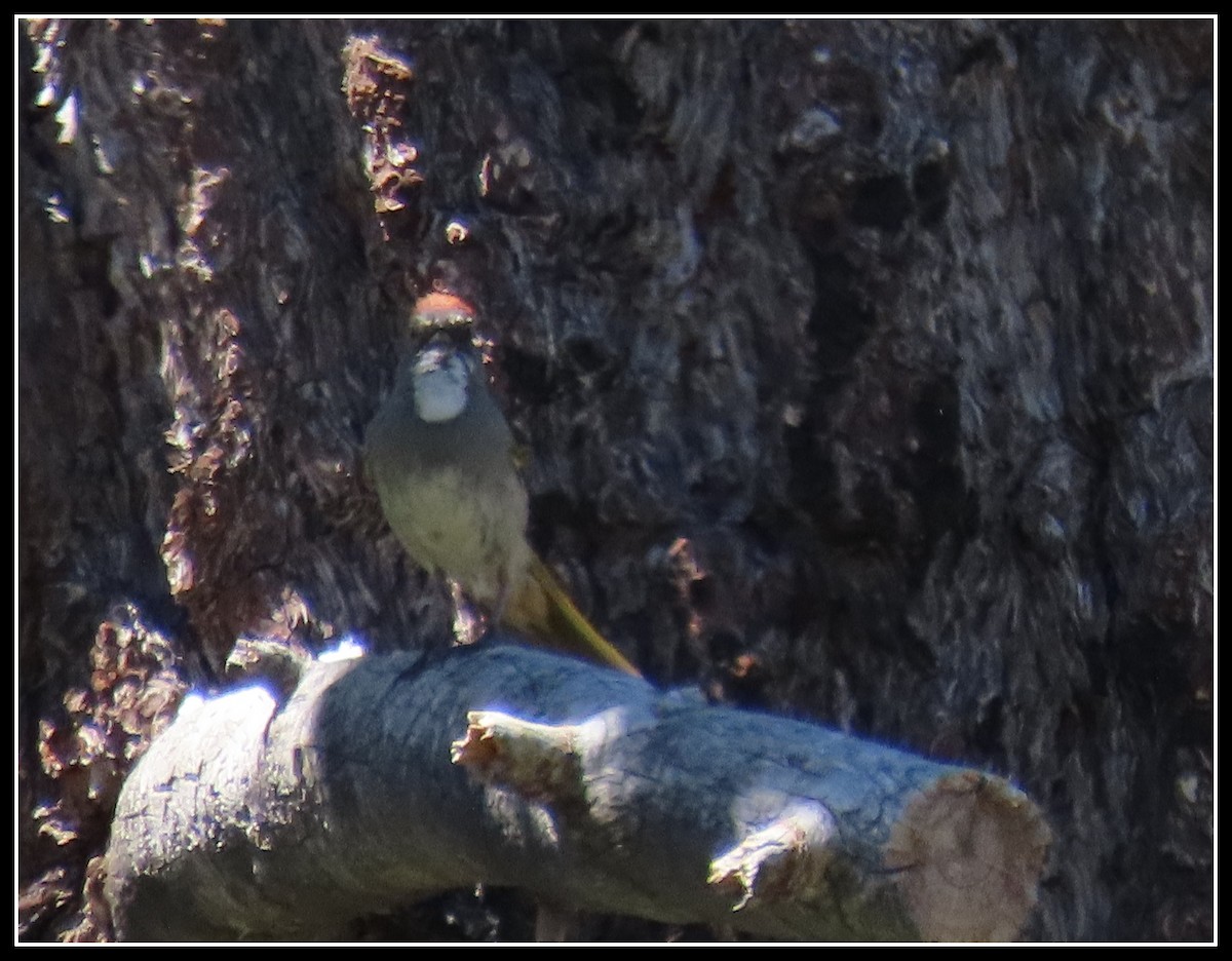 Green-tailed Towhee - ML620430466