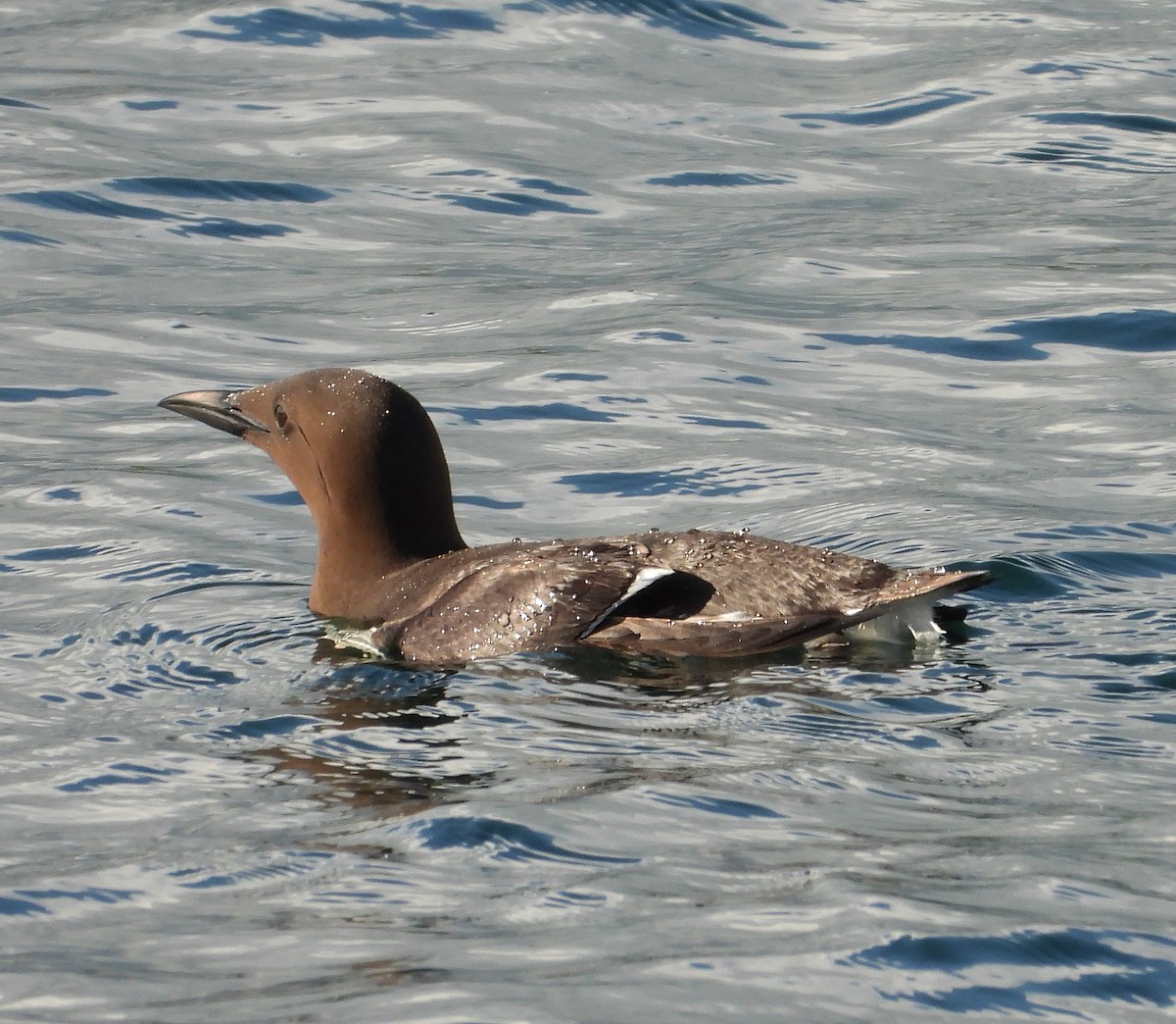 Guillemot marmette - ML620430469