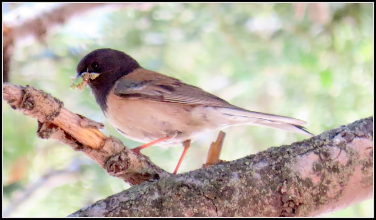 Junco ardoisé (groupe oreganus) - ML620430470