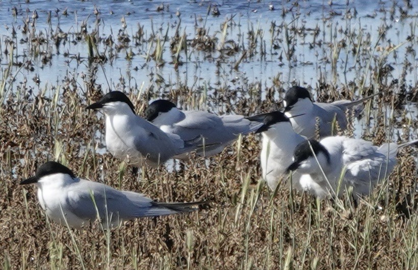 Gull-billed Tern - ML620430471