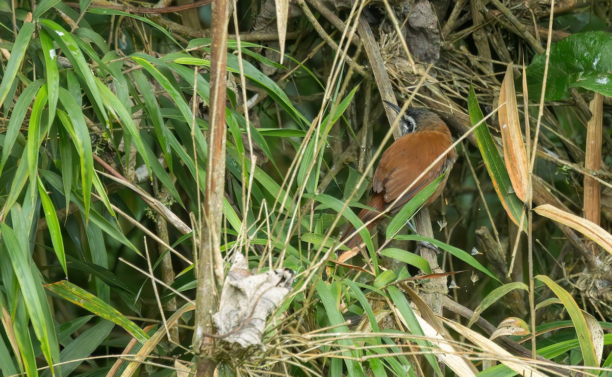 Поплітник рудоспинний [група euophrys] - ML620430478