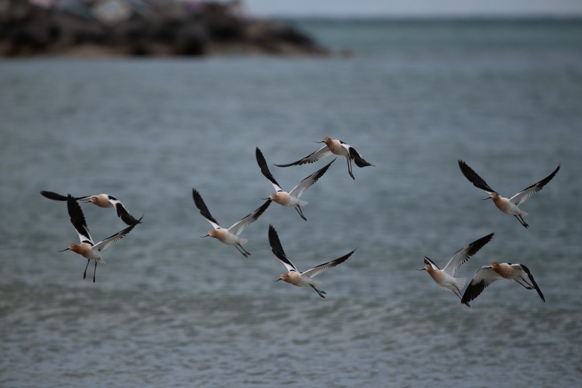 Avocette d'Amérique - ML620430481