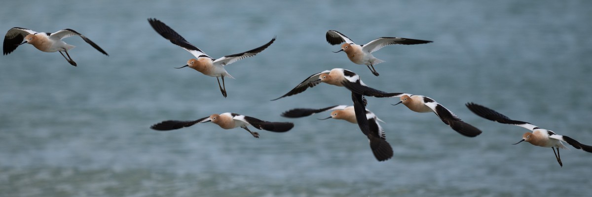 Avoceta Americana - ML620430483