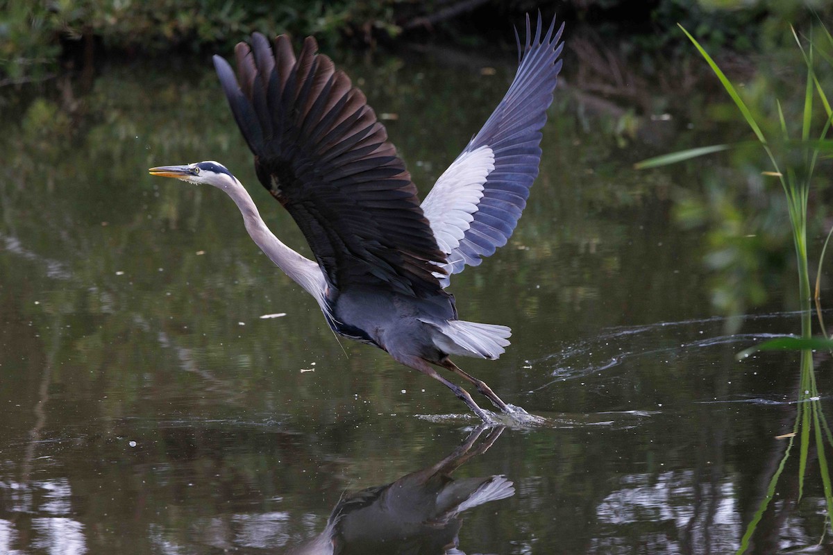 Great Blue Heron - ML620430487