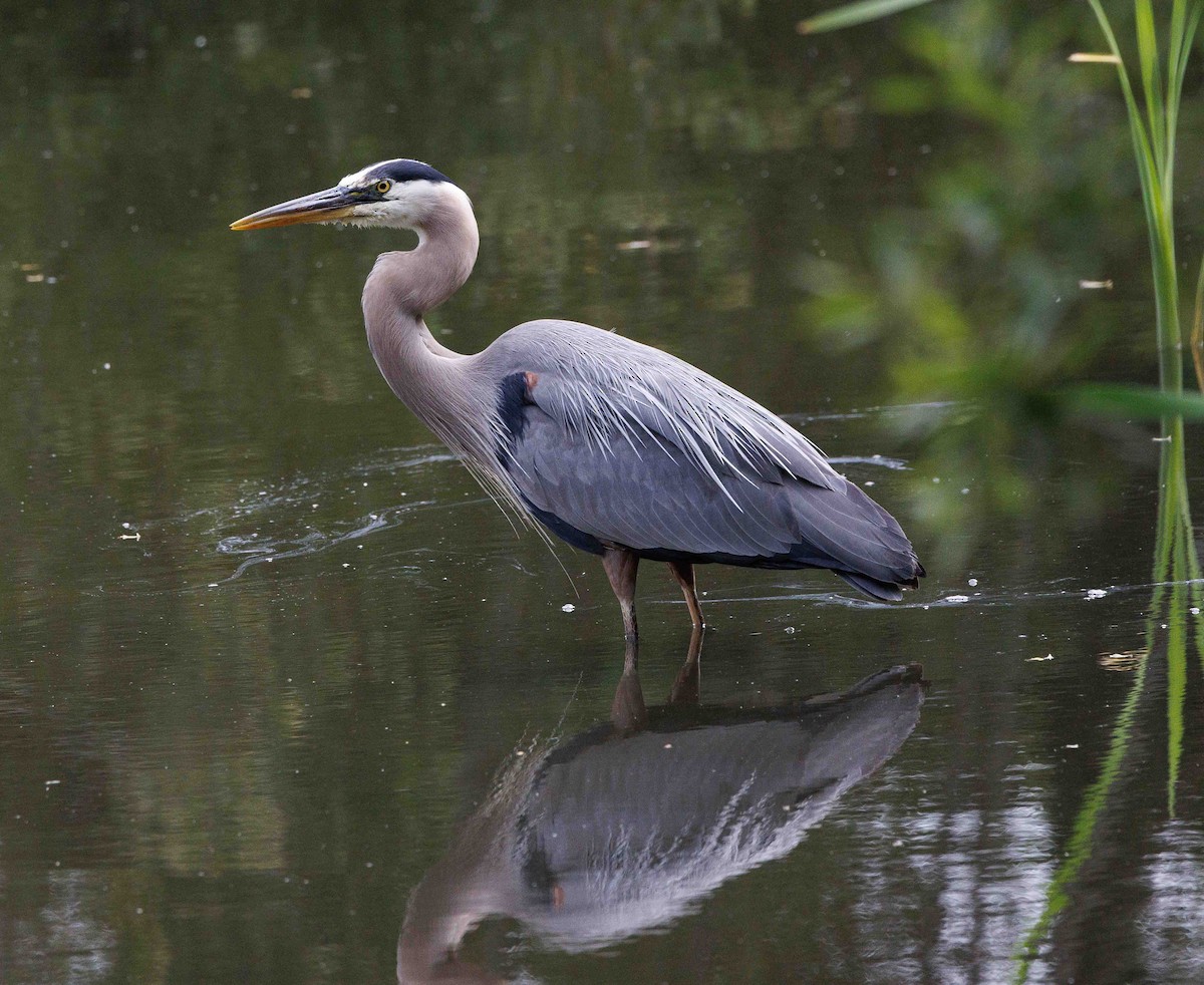 Great Blue Heron - ML620430488