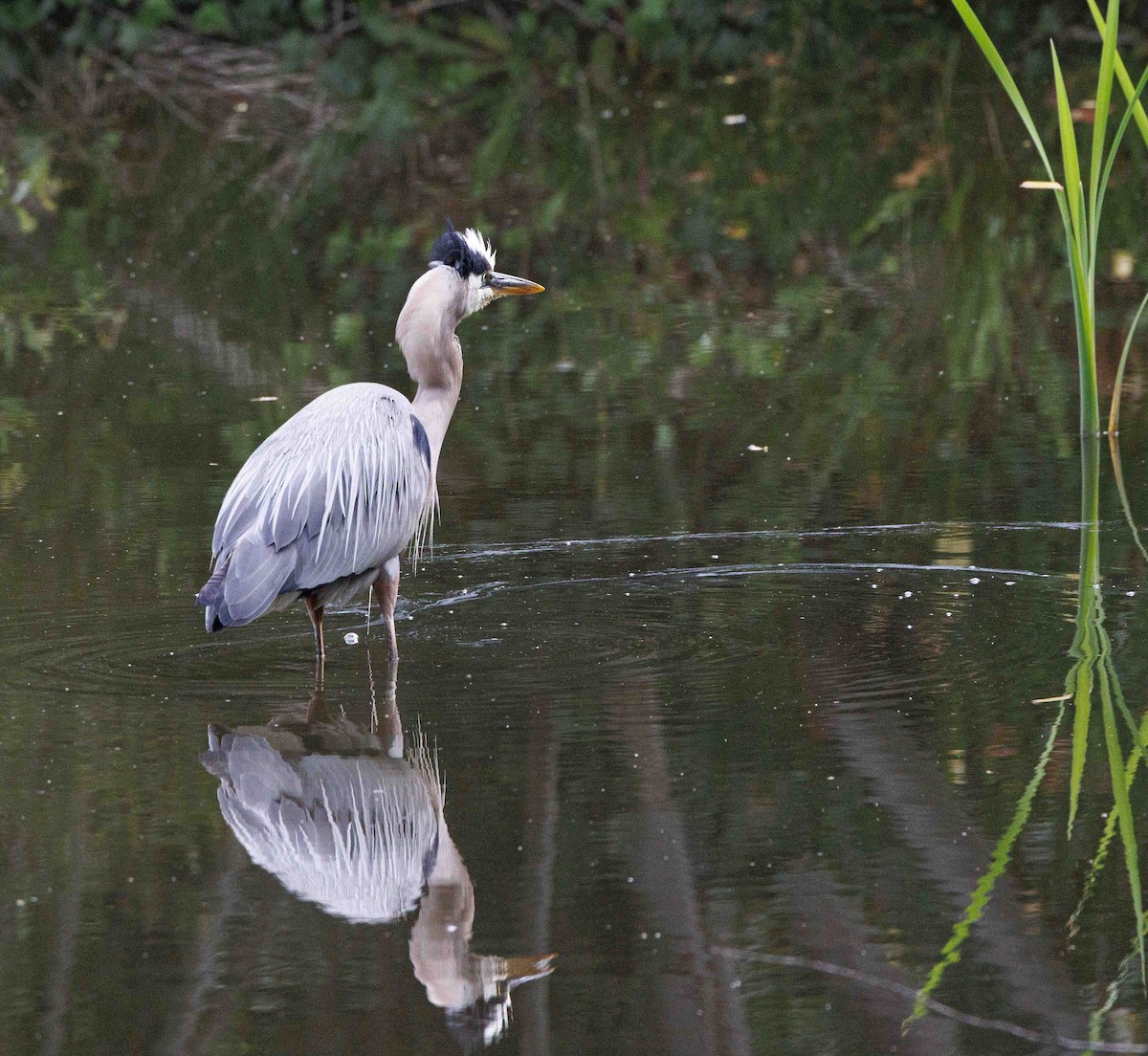 Great Blue Heron - ML620430496