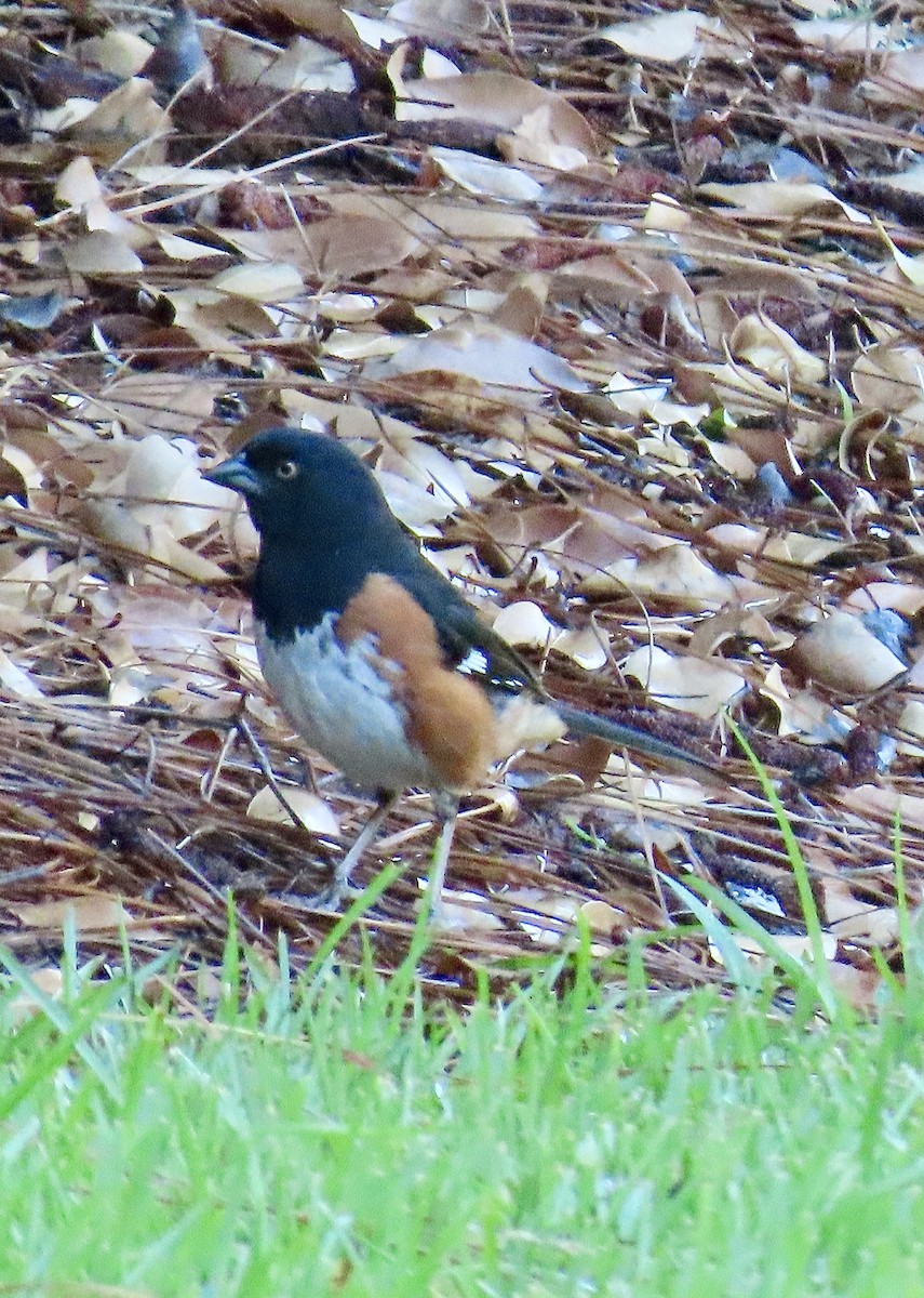 Eastern Towhee - ML620430499