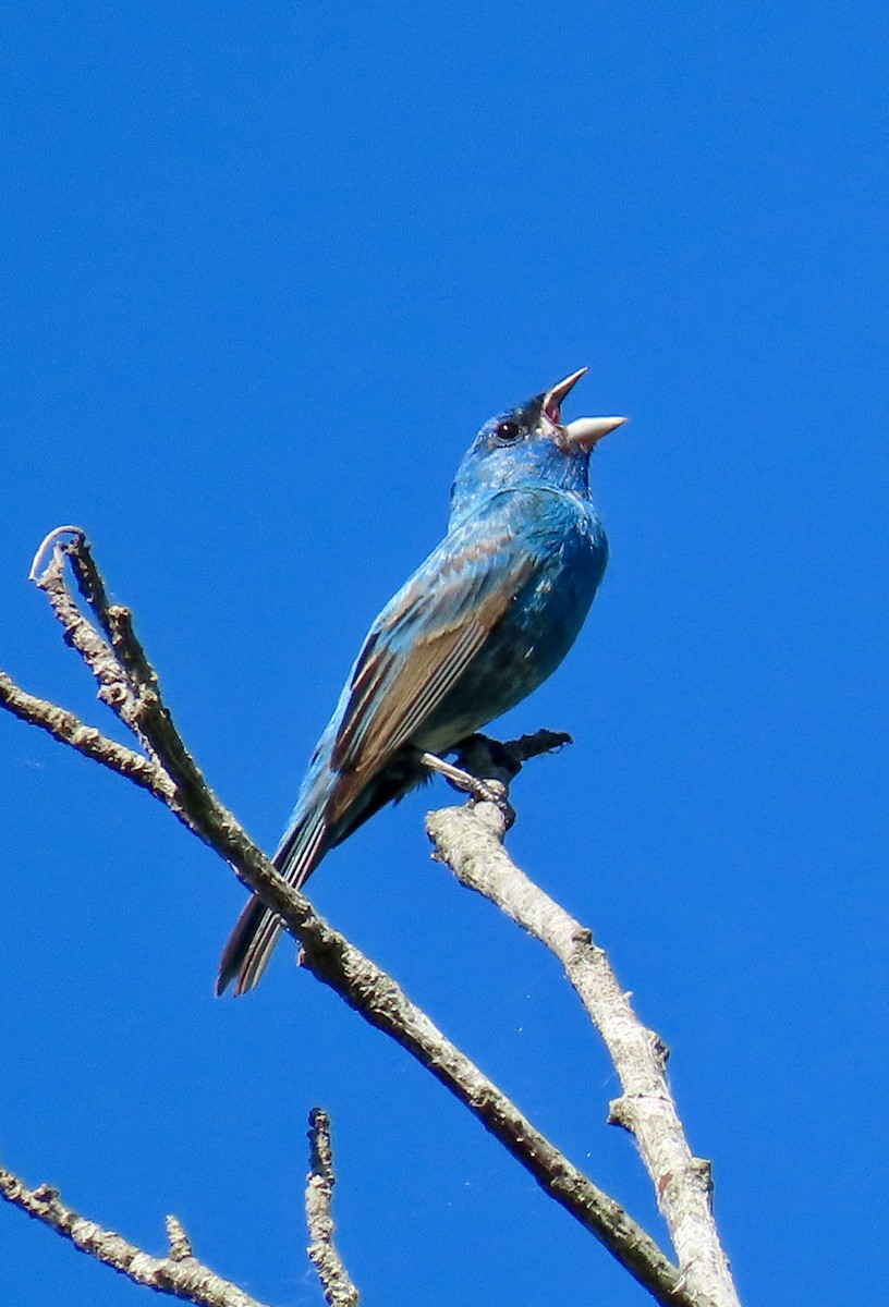 Indigo Bunting - ML620430504