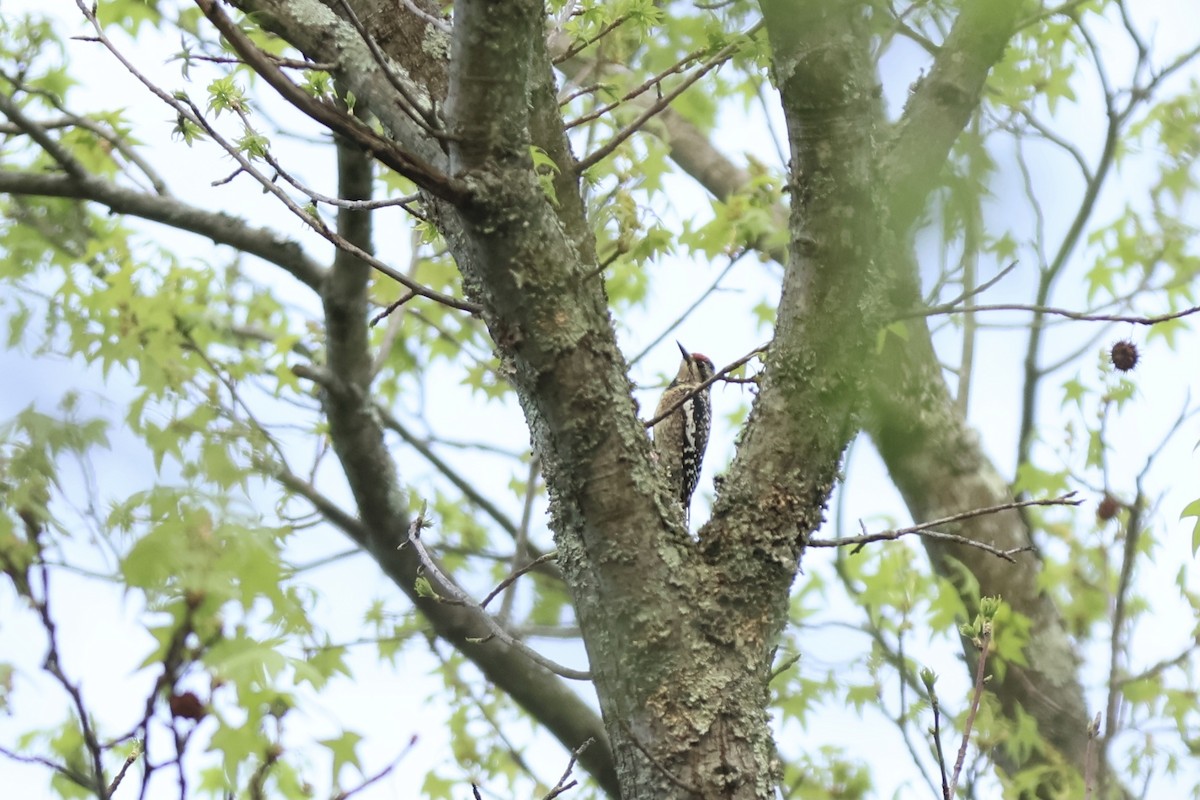 Yellow-bellied Sapsucker - ML620430507