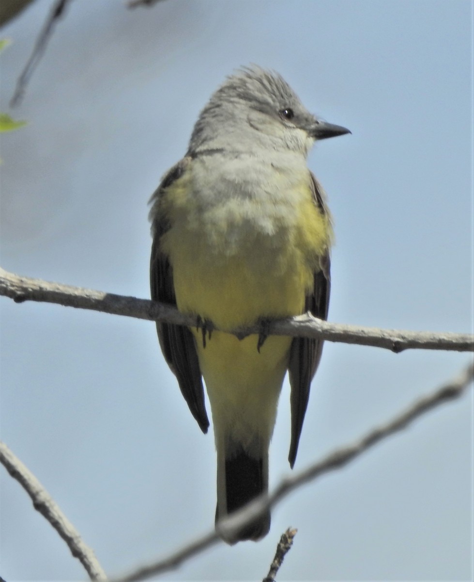 Western Kingbird - ML620430508