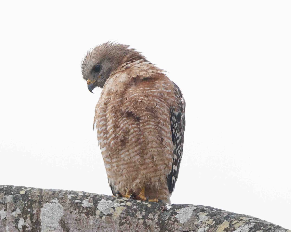 Red-shouldered Hawk - ML620430509