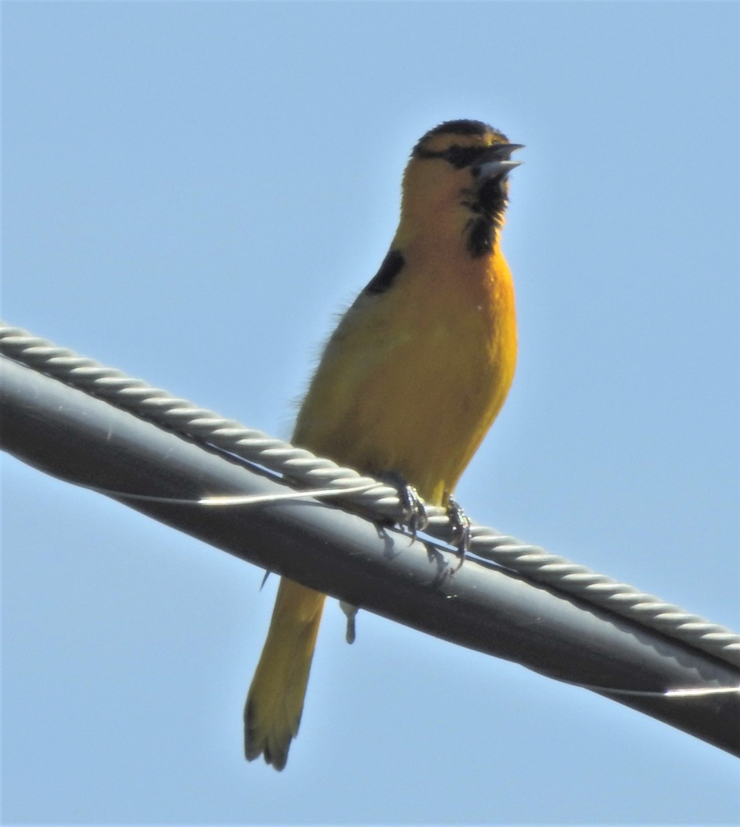 Bullock's Oriole - ML620430510