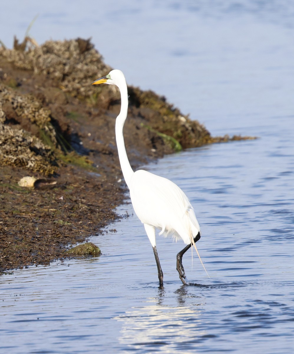 Great Egret - burton balkind