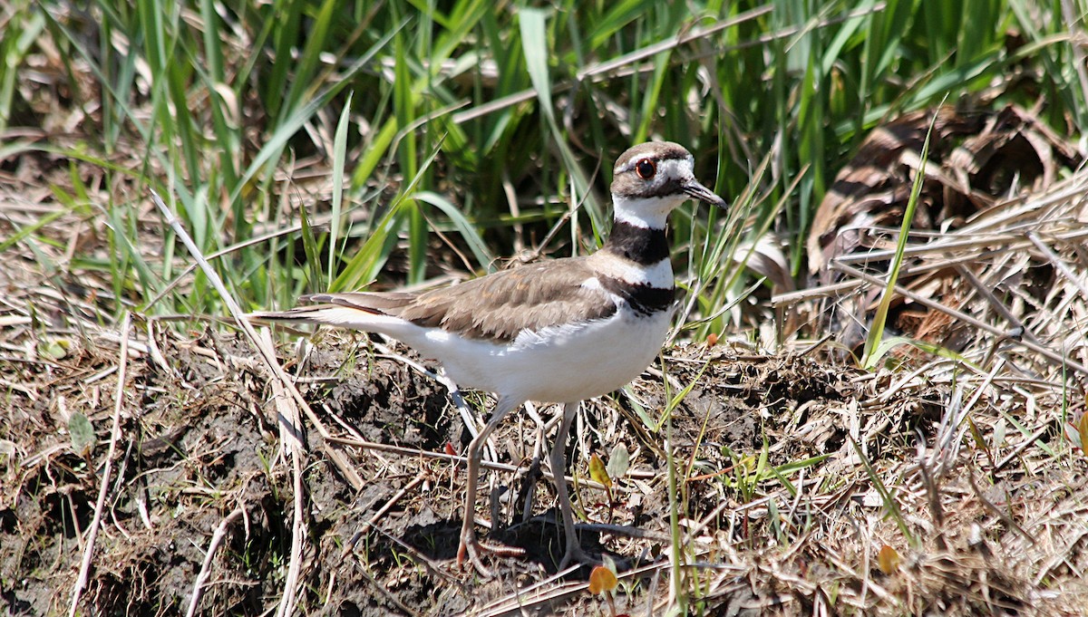 Killdeer - ML620430514