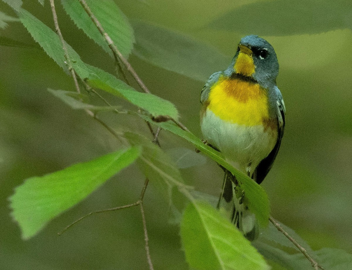 Northern Parula - ML620430516