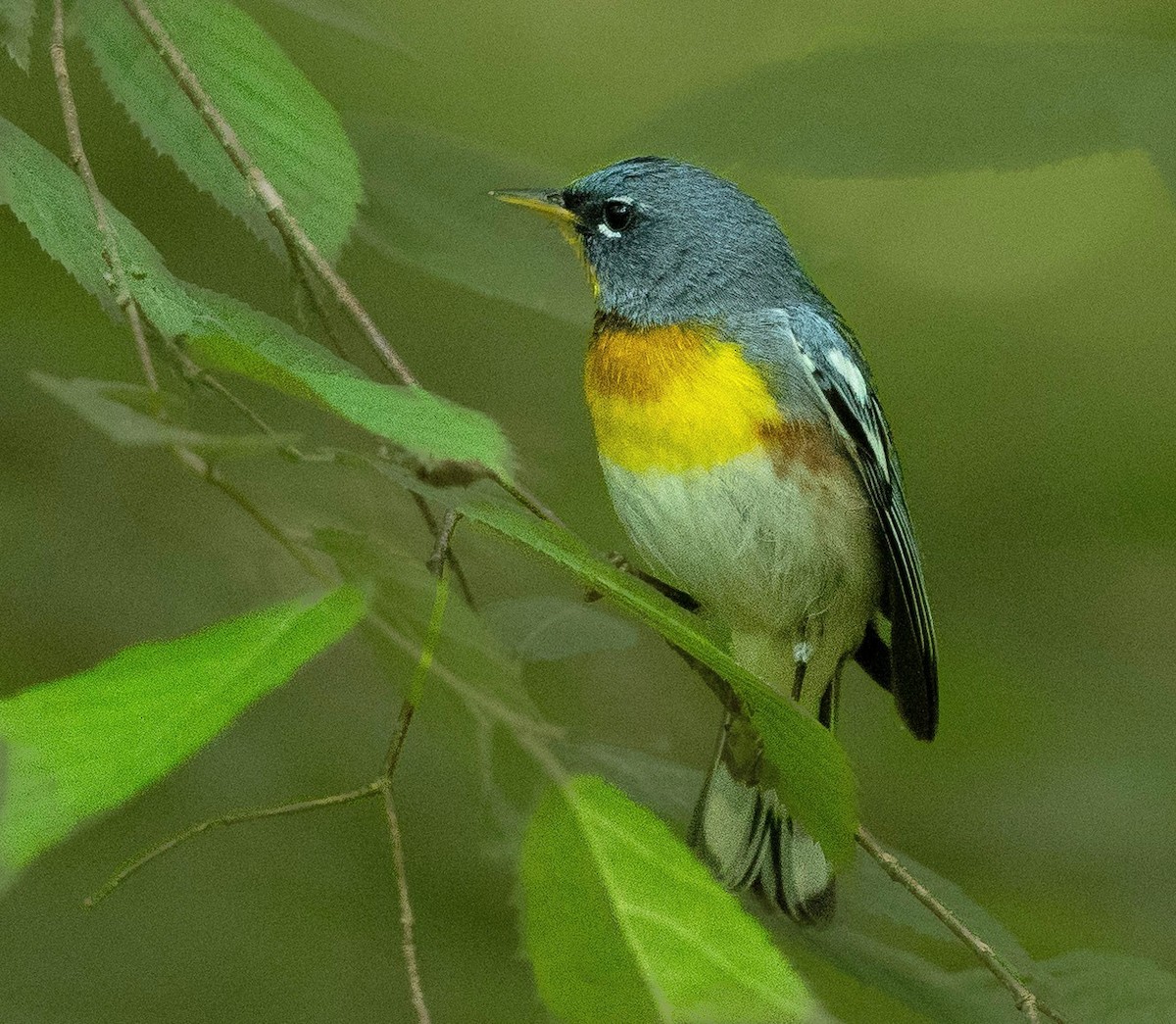 Northern Parula - ML620430517