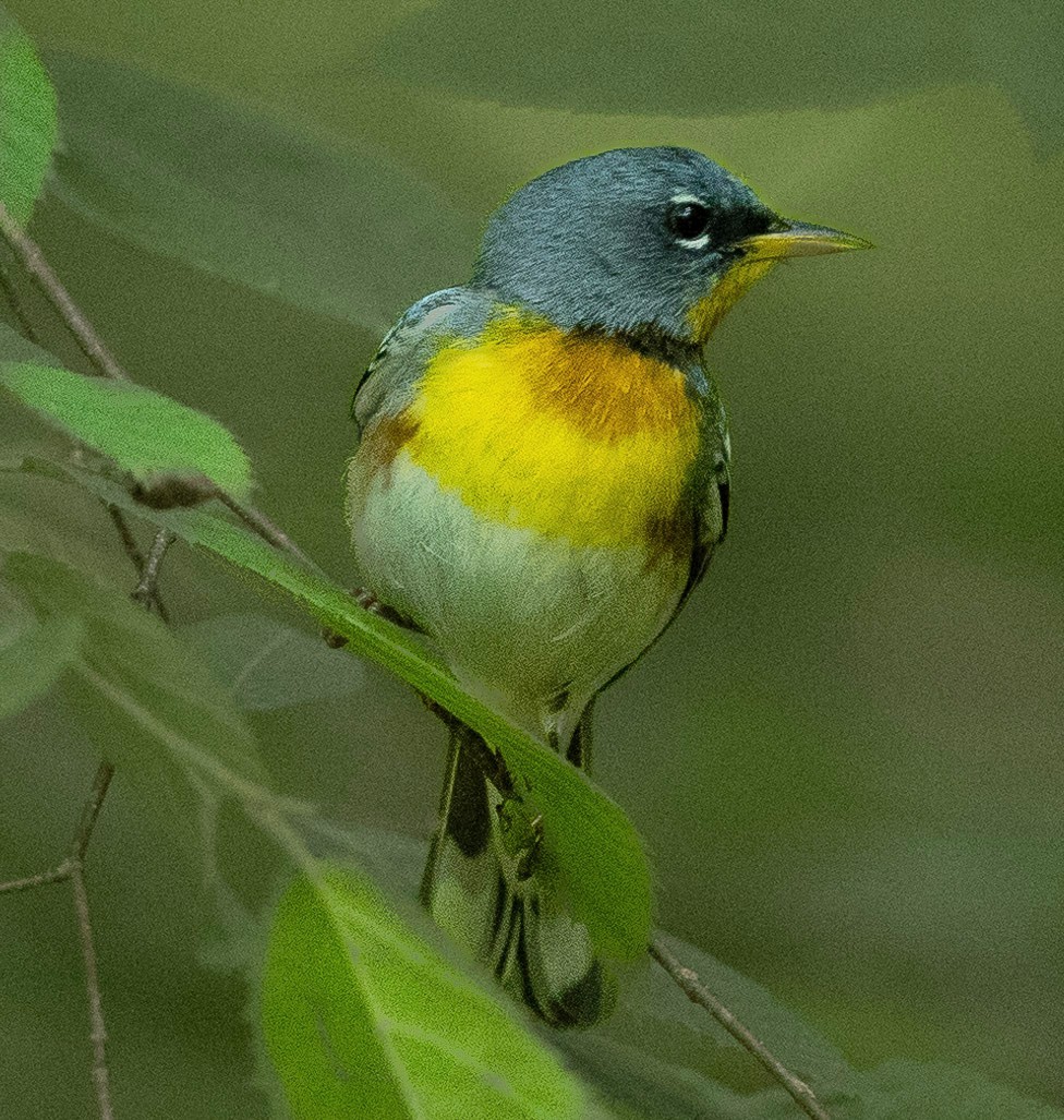 Northern Parula - Rick Simpson