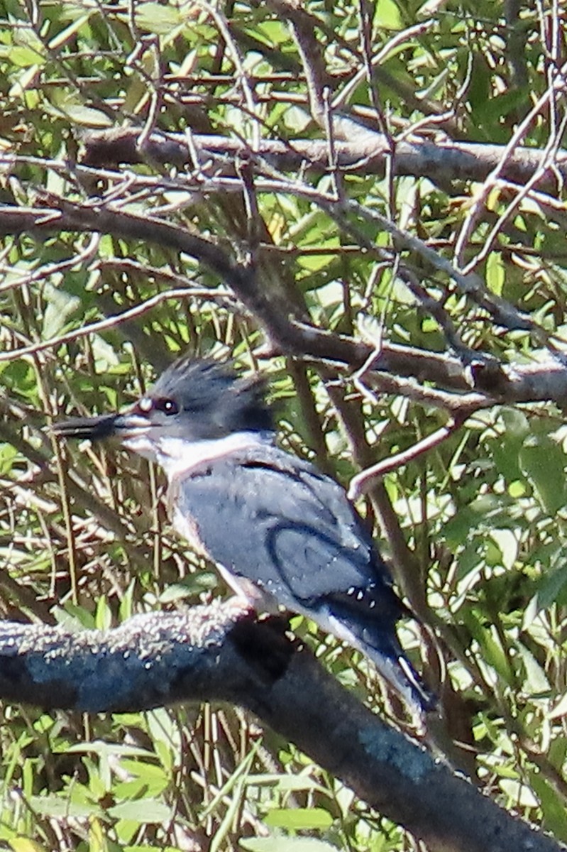 Belted Kingfisher - ML620430519