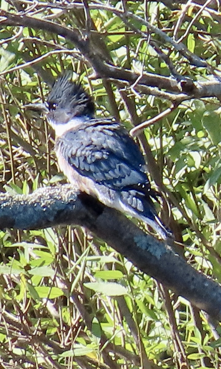 Martin-pêcheur d'Amérique - ML620430520