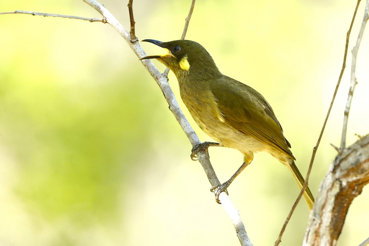 Yellow-spotted Honeyeater - ML620430527