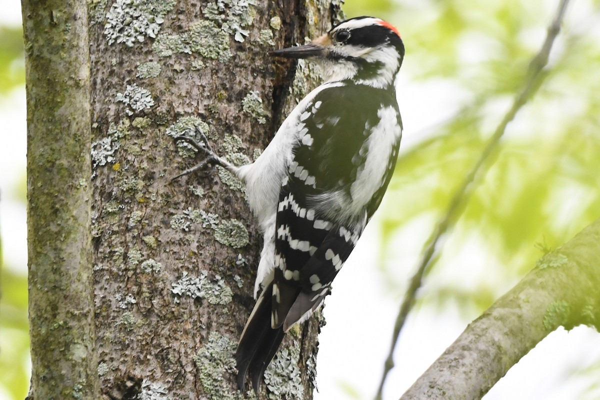 Hairy Woodpecker - ML620430529