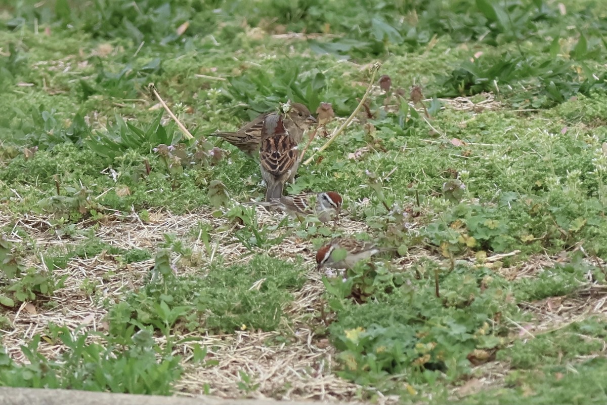 Chipping Sparrow - ML620430531