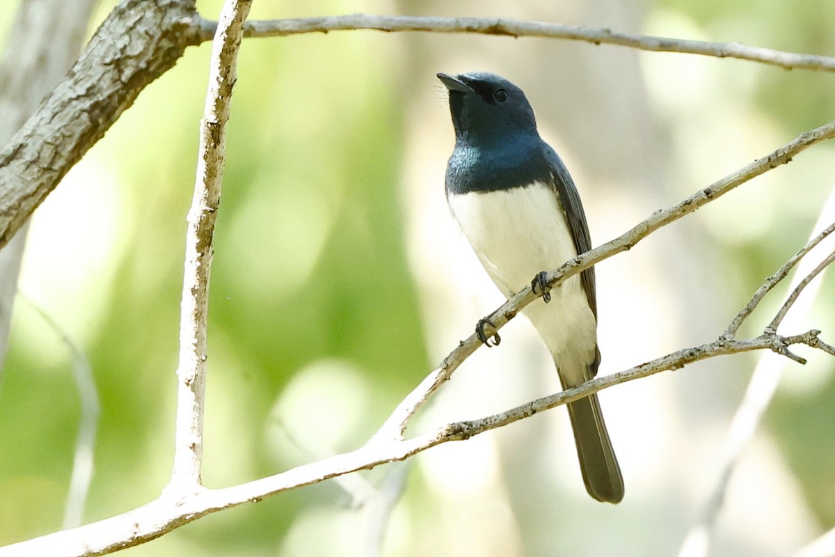 Leaden Flycatcher - ML620430535