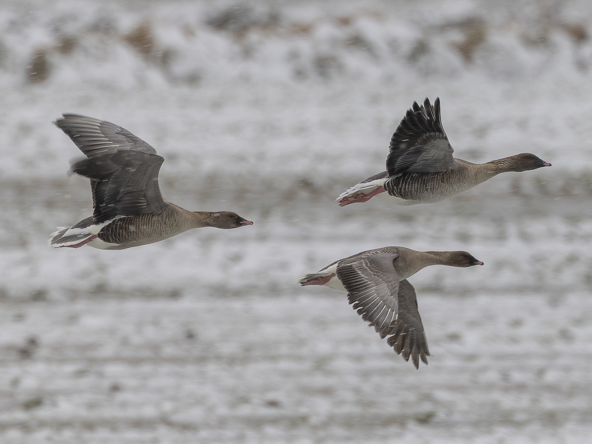 Pink-footed Goose - ML620430537