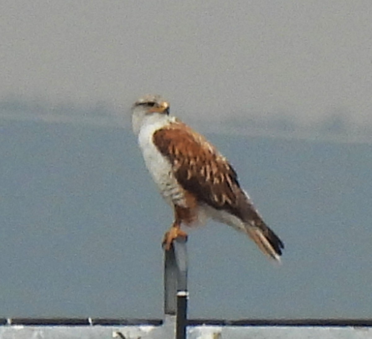 Ferruginous Hawk - ML620430538