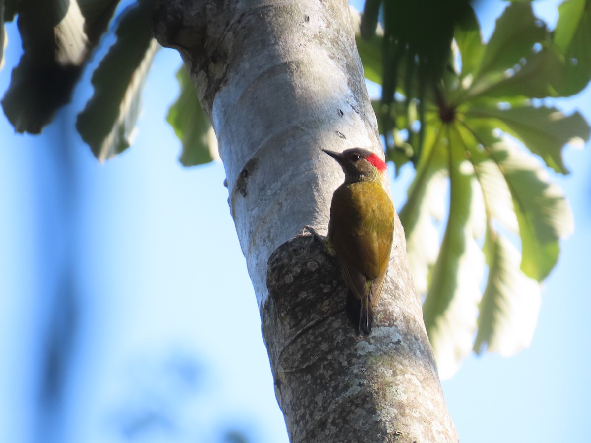 Golden-olive Woodpecker - ML620430540