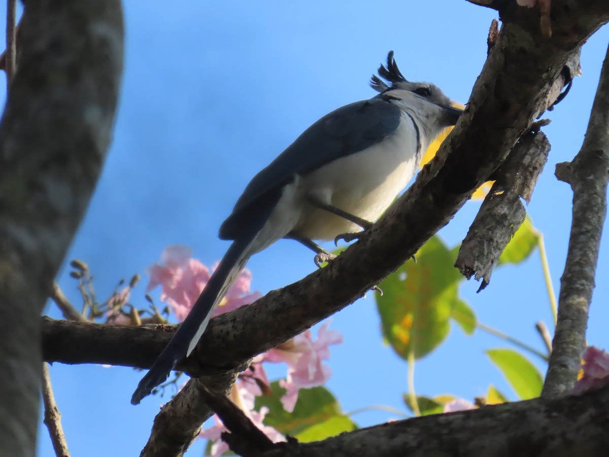 White-throated Magpie-Jay - Josue Cruz