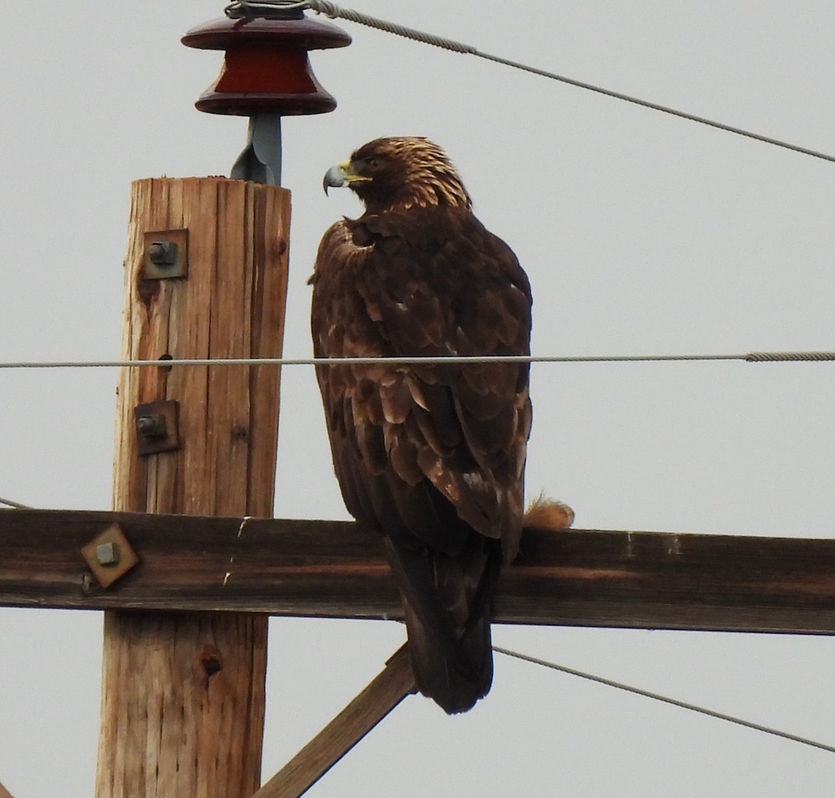 Golden Eagle - ML620430550