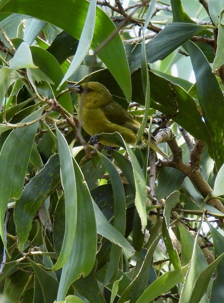 Hawaii Amakihi - ML620430556