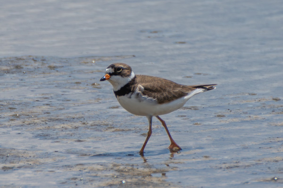 Semipalmated Plover - ML620430557