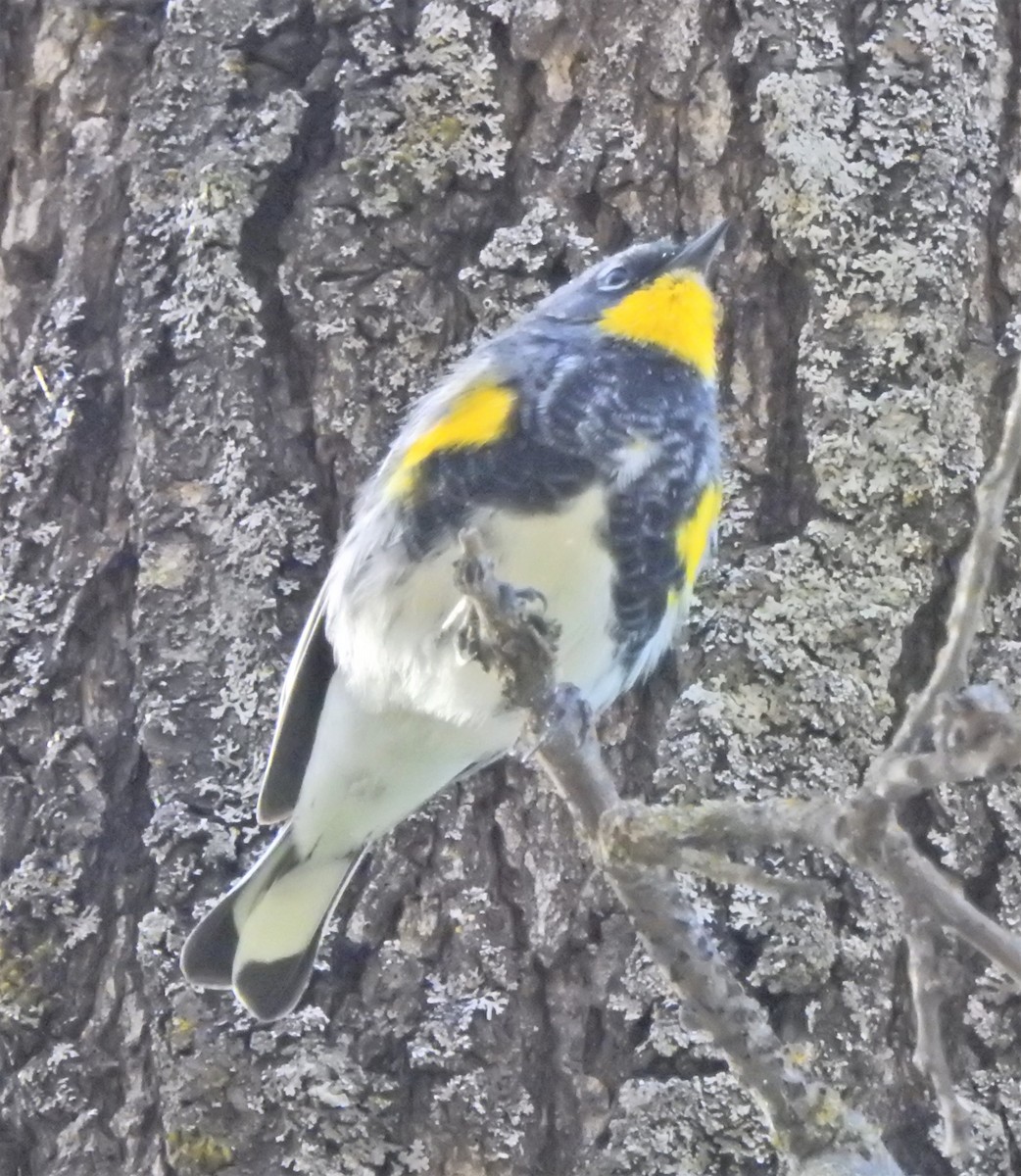 Yellow-rumped Warbler (Audubon's) - ML620430558