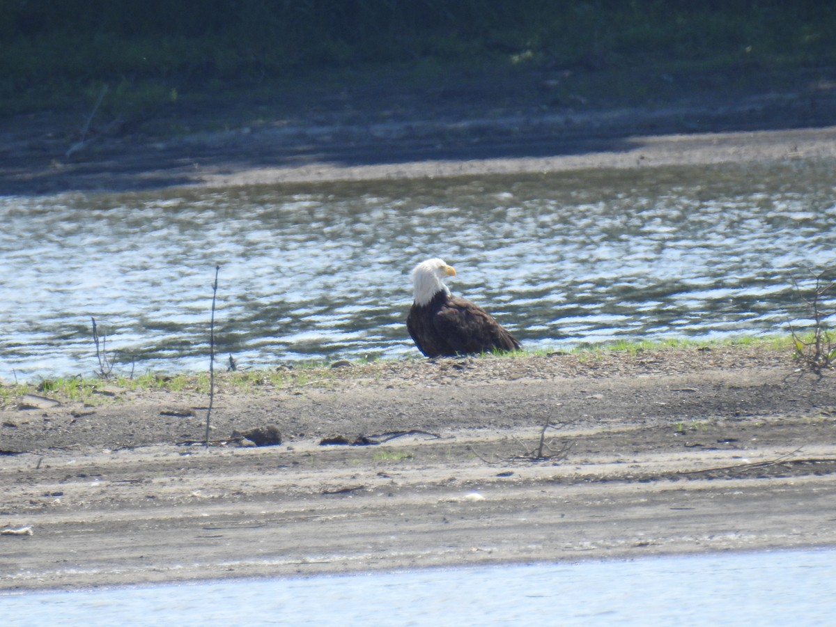 Bald Eagle - ML620430562