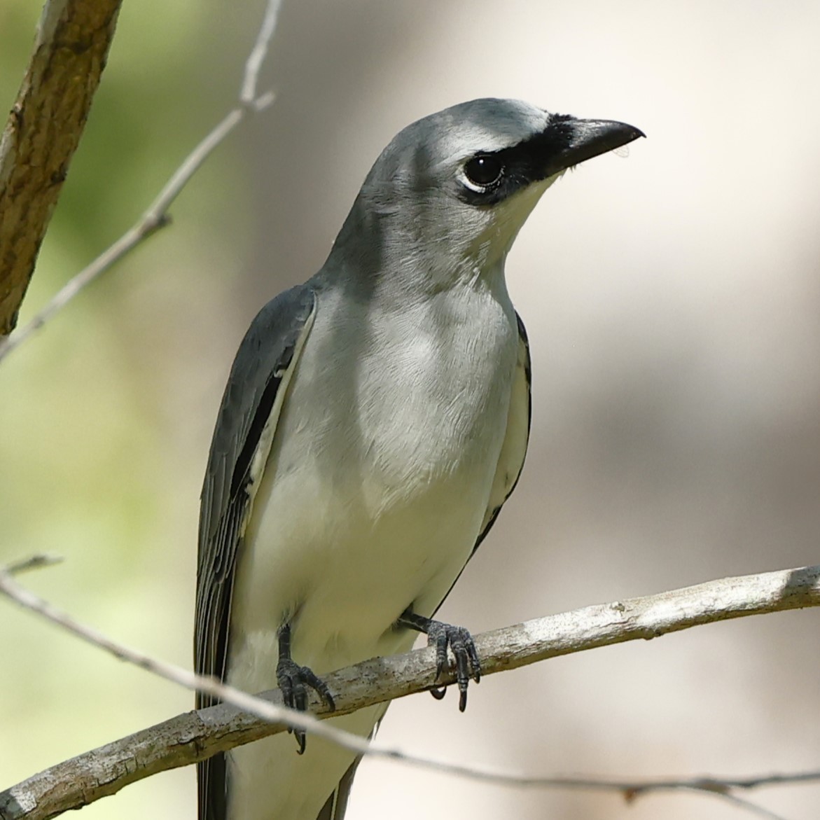 White-bellied Cuckooshrike - ML620430563