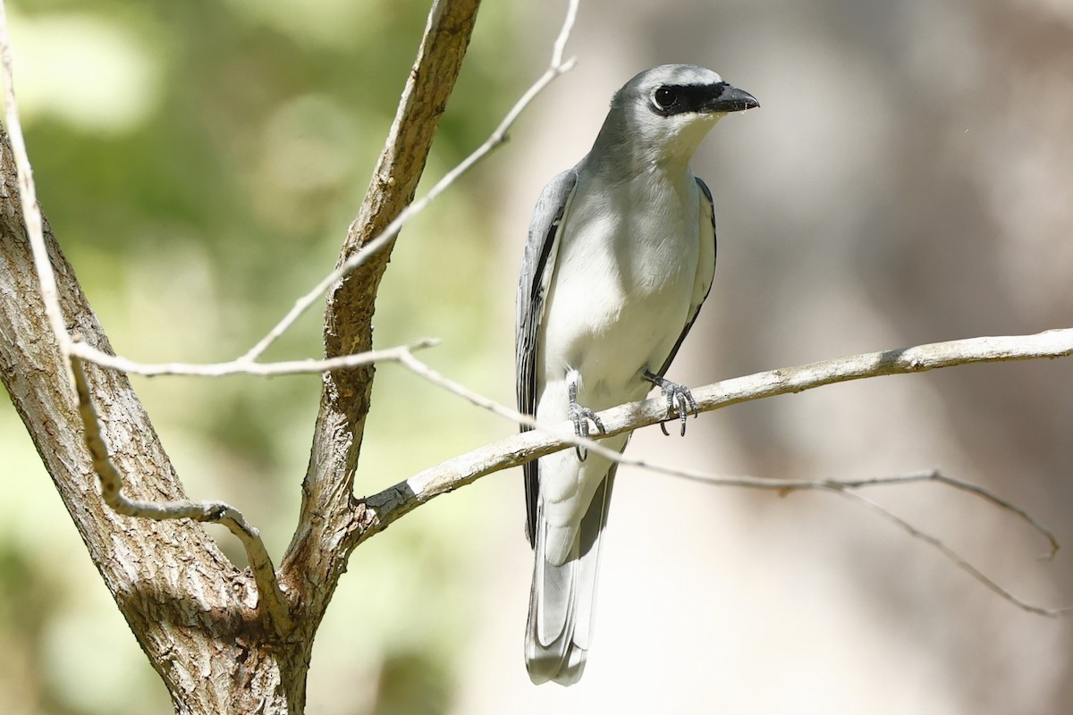 White-bellied Cuckooshrike - ML620430564