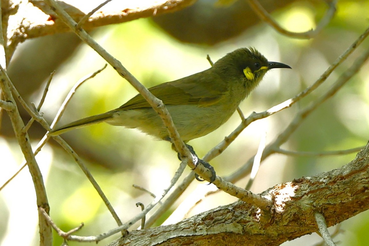 Cryptic Honeyeater - ML620430569