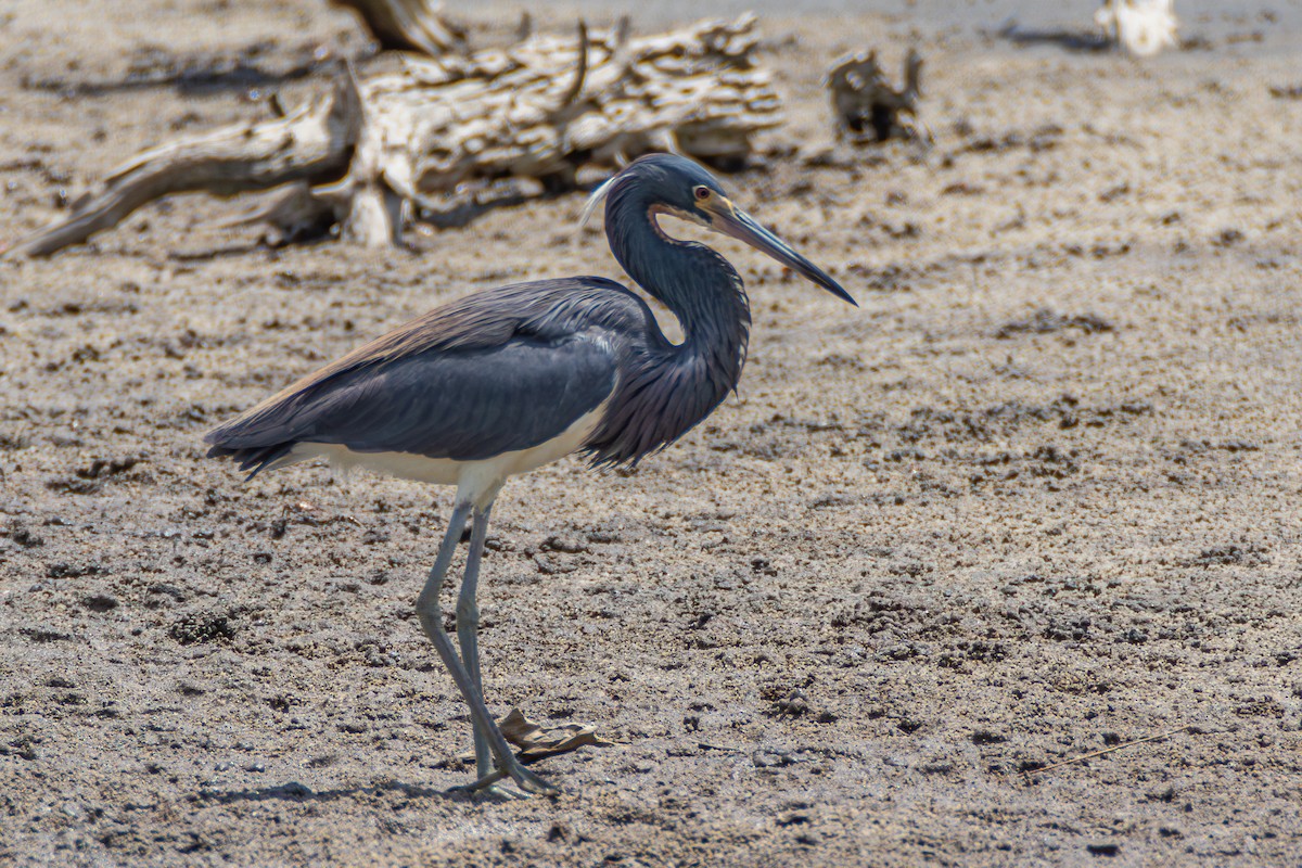 Tricolored Heron - ML620430571