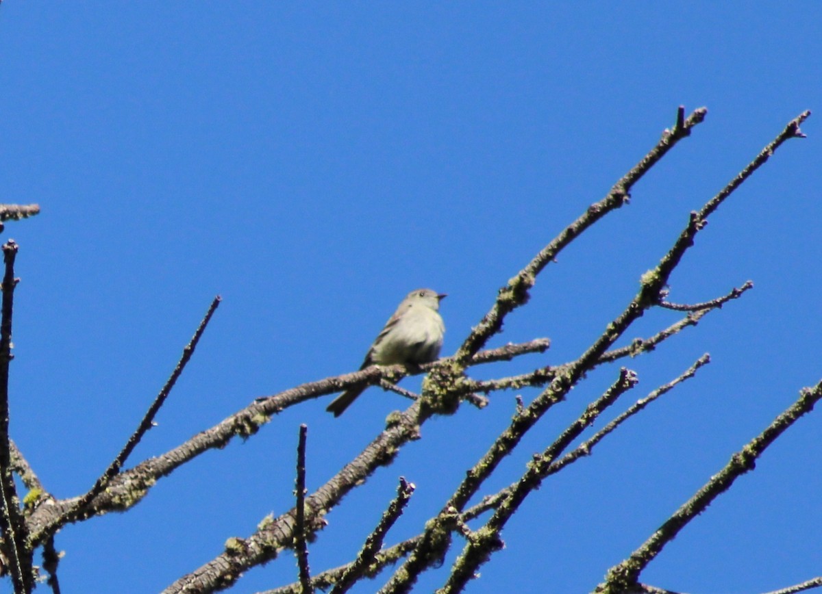 Hammond's Flycatcher - Anonymous