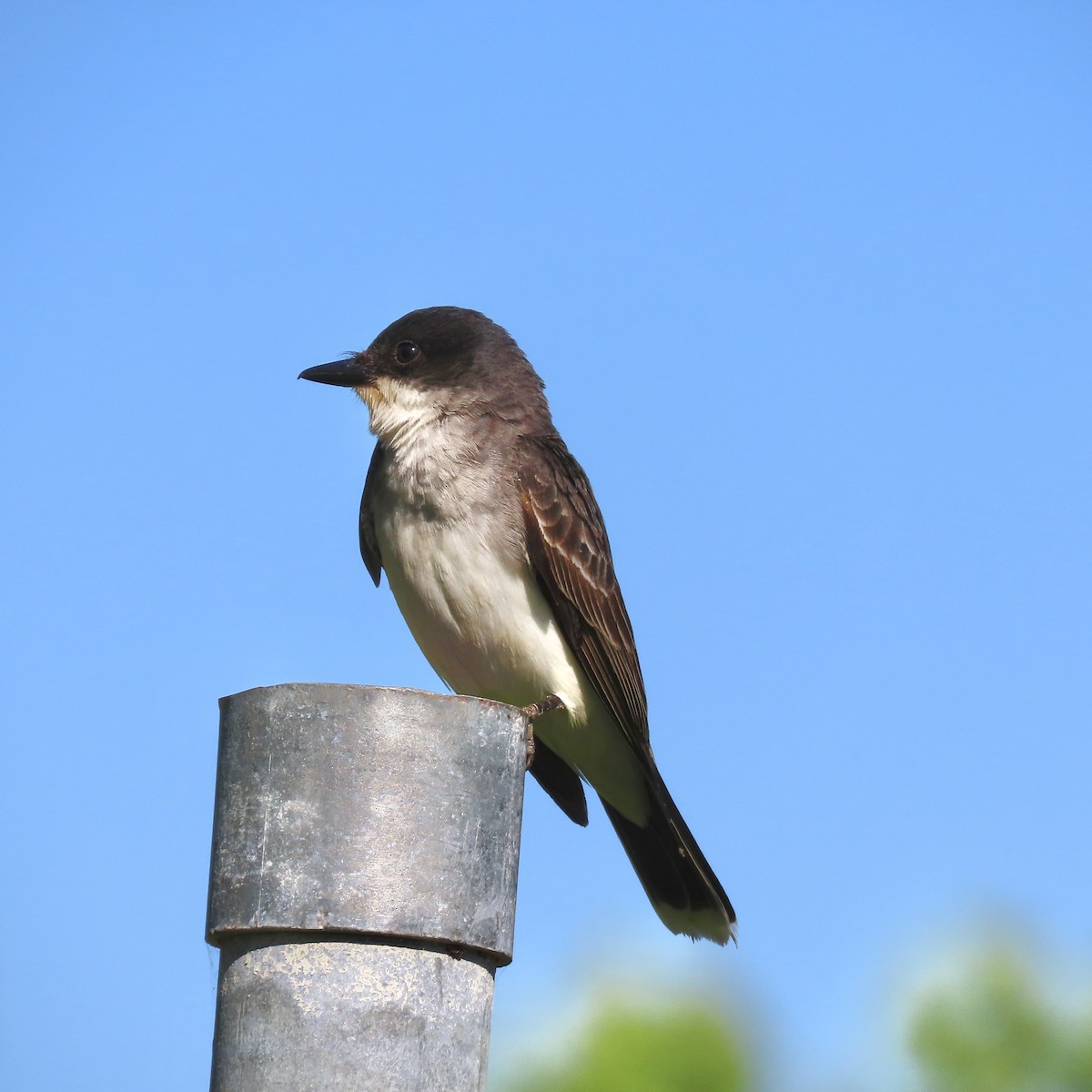 Eastern Kingbird - ML620430574