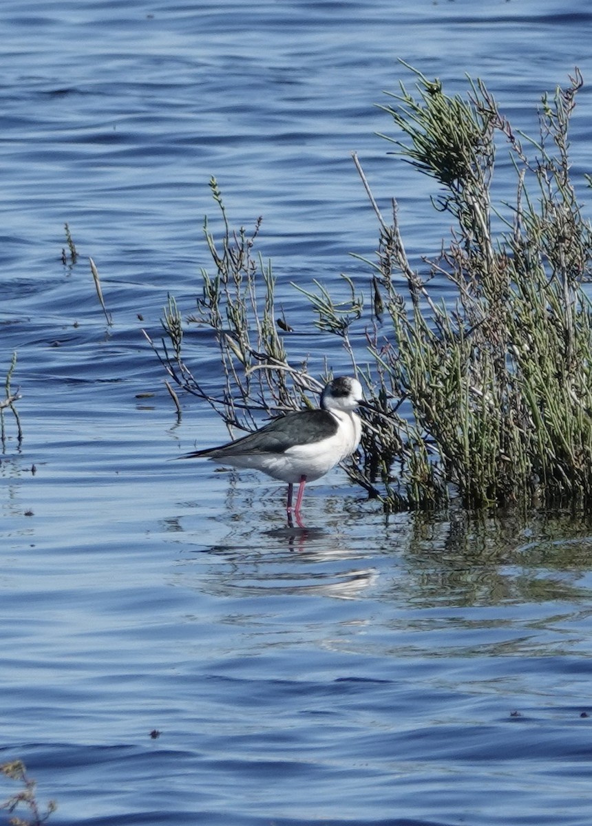 Black-winged Stilt - ML620430575