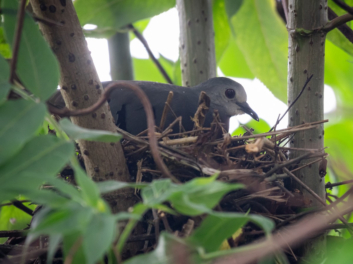 Maroon-chested Ground Dove - ML620430579