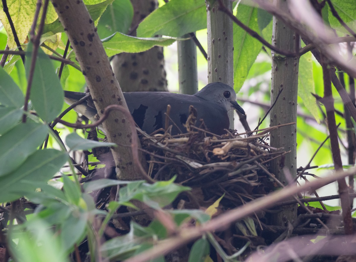 Maroon-chested Ground Dove - ML620430583