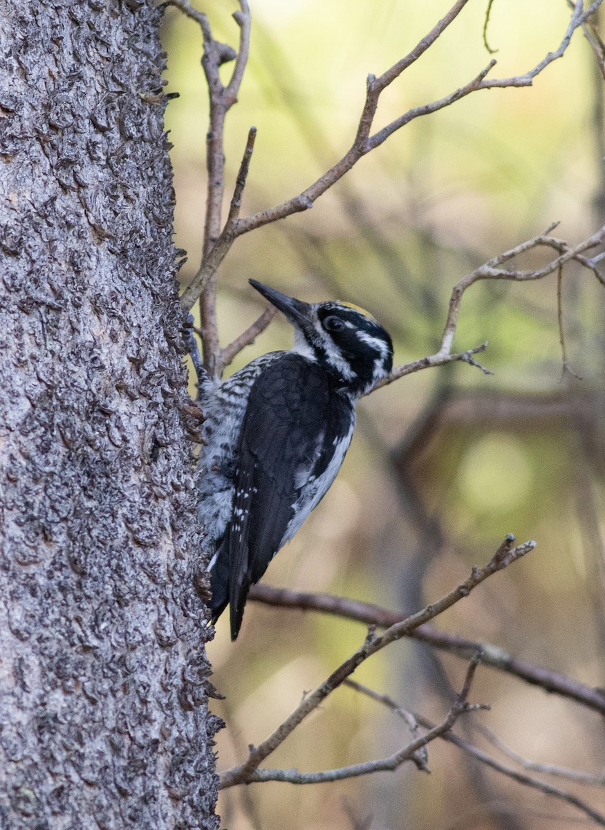 American Three-toed Woodpecker - ML620430585